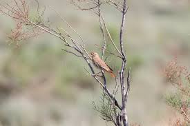 Image result for Cercotrichas galactotes