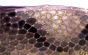 Attēlu rezultāti vaicājumam “Mnium stellare”