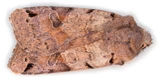 Attēlu rezultāti vaicājumam “Agrochola litura”