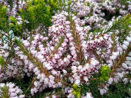 Attēlu rezultāti vaicājumam “Erica x darleyensis flower”