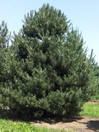 Attēlu rezultāti vaicājumam “Pinus nigra”