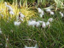 Attēlu rezultāti vaicājumam “Eriophorum angustifolium flower”