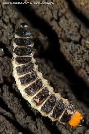Attēlu rezultāti vaicājumam “Lygistopterus sanguineus larva”