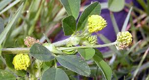 Attēlu rezultāti vaicājumam “Medicago lupulina”