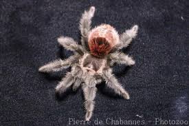 Attēlu rezultāti vaicājumam “Trachyspora intrusa”