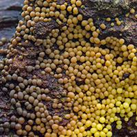 Attēlu rezultāti vaicājumam “Physarum braunianum”