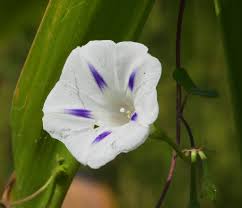 Image result for Ipomoea purpurea