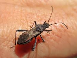 Attēlu rezultāti vaicājumam “Alydus calcaratus imago”