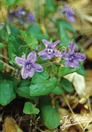 Attēlu rezultāti vaicājumam “Viola reichenbachiana flower”