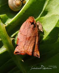 Attēlu rezultāti vaicājumam “Archips podana female”