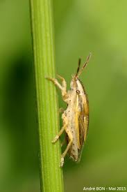 Attēlu rezultāti vaicājumam “Aelia acuminata”