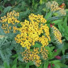Attēlu rezultāti vaicājumam “Achillea salicifolia flower”