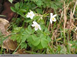 Attēlu rezultāti vaicājumam “Isopyrum thalictroides flower”
