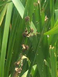 Attēlu rezultāti vaicājumam “Sparganiaceae”