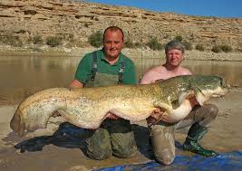 Image result for Silurus glanis