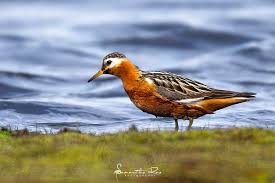 Attēlu rezultāti vaicājumam “Phalaropus fulicarius adult”