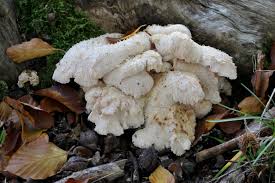 Attēlu rezultāti vaicājumam “Hericium cirrhatum”