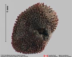 Attēlu rezultāti vaicājumam “Silene chalcedonica fruit”