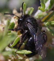Attēlu rezultāti vaicājumam “Andrena”