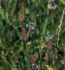 Attēlu rezultāti vaicājumam “Plantago lanceolata flower”