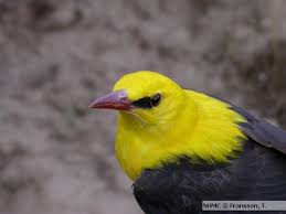 Attēlu rezultāti vaicājumam “Oriolus oriolus male”