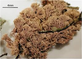 Attēlu rezultāti vaicājumam “Collaria rubens”