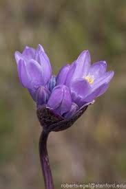 Attēlu rezultāti vaicājumam “Diderma tigrinum stalked”