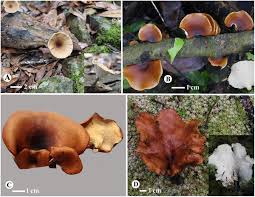 Attēlu rezultāti vaicājumam “Polyporus melanopus”