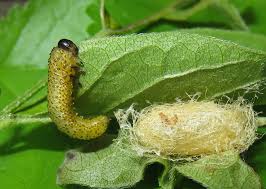 Attēlu rezultāti vaicājumam “Diprion pini female”