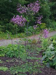 Attēlu rezultāti vaicājumam “Thalictrum”