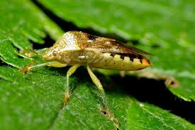 Attēlu rezultāti vaicājumam “Elasmucha grisea imago”