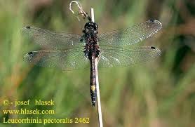 Attēlu rezultāti vaicājumam “Leucorrhinia caudalis male”