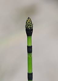 Attēlu rezultāti vaicājumam “Equisetum hyemale”