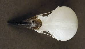 Attēlu rezultāti vaicājumam “Dendrocopos minor”