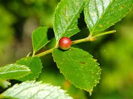 Attēlu rezultāti vaicājumam “Diplolepis eglanteriae”