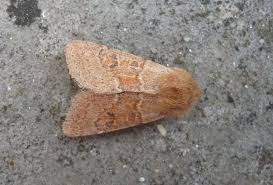 Attēlu rezultāti vaicājumam “Orthosia miniosa imago”