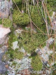Attēlu rezultāti vaicājumam “Hedwigia ciliata sporophyte”
