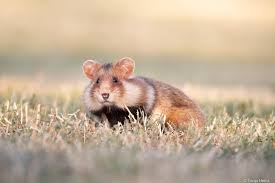 Afbeeldingsresultaat voor hamsters