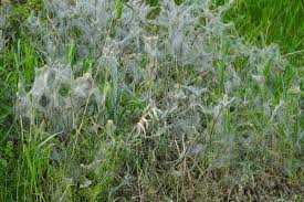 Attēlu rezultāti vaicājumam “Argyresthiidae”