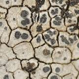 Attēlu rezultāti vaicājumam “Caloplaca scopularis”