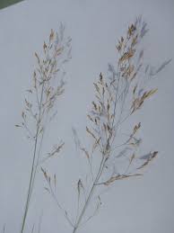 Attēlu rezultāti vaicājumam “Deschampsia flexuosa bud”