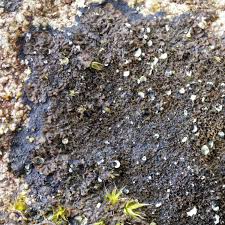 Attēlu rezultāti vaicājumam “Parmeliella triptophylla”