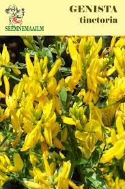 Image result for Genista tinctoria