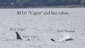 Attēlu rezultāti vaicājumam “Capra juvenile”