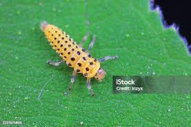 Attēlu rezultāti vaicājumam “Psyllobora vigintiduopunctata larva”