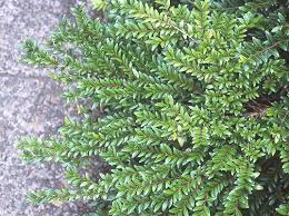 Attēlu rezultāti vaicājumam “Lonicera”