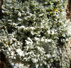 Attēlu rezultāti vaicājumam “Physcia adscendens”