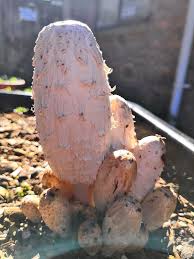 Attēlu rezultāti vaicājumam “Lentaria epichnoa”