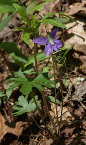 Attēlu rezultāti vaicājumam “Viola uliginosa leaf”