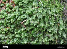 Attēlu rezultāti vaicājumam “Plagiochila porelloides”